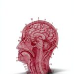Counselling Psychology Essay ABRAMS Press eBook-0